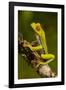 Red-Eyed Treefrog-null-Framed Photographic Print