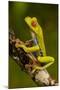 Red-Eyed Treefrog-null-Mounted Photographic Print