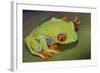 Red-Eyed Treefrog-null-Framed Photographic Print