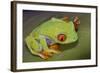 Red-Eyed Treefrog-null-Framed Photographic Print