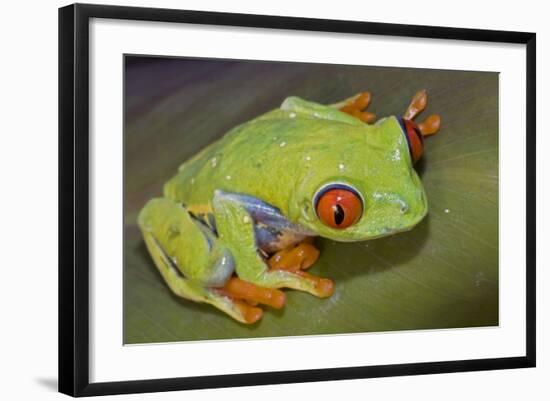 Red-Eyed Treefrog-null-Framed Photographic Print