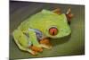 Red-Eyed Treefrog-null-Mounted Photographic Print