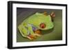 Red-Eyed Treefrog-null-Framed Photographic Print