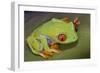 Red-Eyed Treefrog-null-Framed Photographic Print