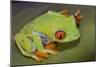 Red-Eyed Treefrog-null-Mounted Photographic Print
