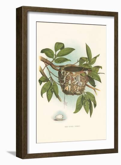 Red-Eyed Vireo Nest and Eggs-null-Framed Art Print