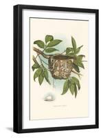 Red-Eyed Vireo Nest and Eggs-null-Framed Art Print