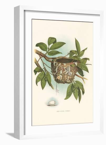 Red-Eyed Vireo Nest and Eggs-null-Framed Art Print