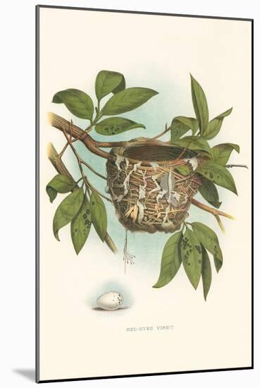 Red-Eyed Vireo Nest and Eggs-null-Mounted Art Print