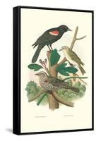 Red-Eyed Vireo, Red Wing Blackbird-null-Framed Stretched Canvas