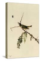 Red-Eyed Vireo-John James Audubon-Stretched Canvas