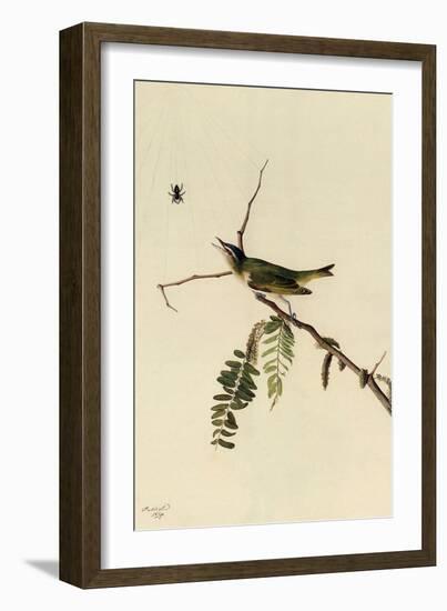 Red-Eyed Vireo-John James Audubon-Framed Giclee Print