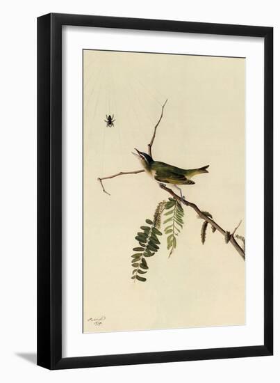 Red-Eyed Vireo-John James Audubon-Framed Giclee Print