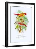 Red-Faced Finch, Crimson-Winged Finch-Arthur G. Butler-Framed Art Print