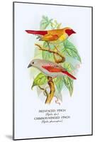 Red-Faced Finch, Crimson-Winged Finch-Arthur G. Butler-Mounted Art Print