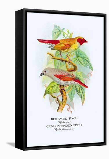 Red-Faced Finch, Crimson-Winged Finch-Arthur G. Butler-Framed Stretched Canvas