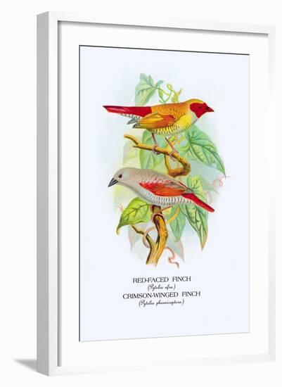 Red-Faced Finch, Crimson-Winged Finch-Arthur G. Butler-Framed Art Print