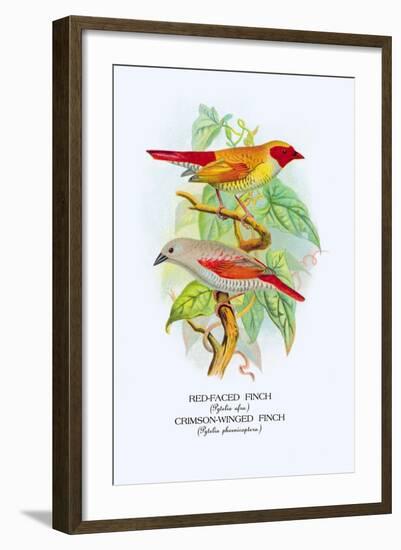 Red-Faced Finch, Crimson-Winged Finch-Arthur G. Butler-Framed Art Print