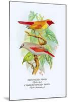 Red-Faced Finch, Crimson-Winged Finch-Arthur G. Butler-Mounted Art Print