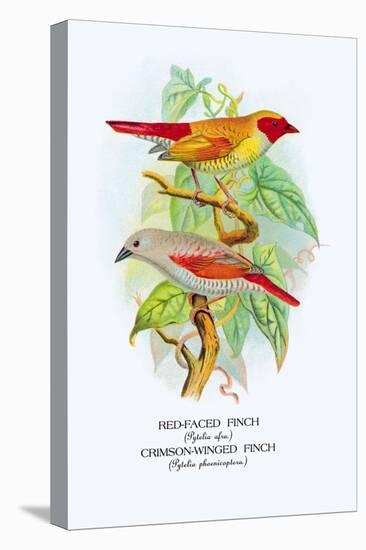 Red-Faced Finch, Crimson-Winged Finch-Arthur G. Butler-Stretched Canvas