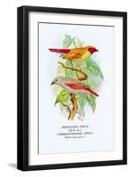 Red-Faced Finch, Crimson-Winged Finch-Arthur G. Butler-Framed Art Print
