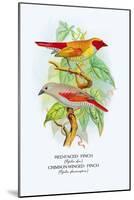 Red-Faced Finch, Crimson-Winged Finch-Arthur G. Butler-Mounted Art Print