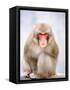 Red-faced makak-Herbert Kehrer-Framed Stretched Canvas