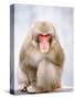 Red-faced makak-Herbert Kehrer-Stretched Canvas