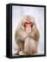 Red-faced makak-Herbert Kehrer-Framed Stretched Canvas