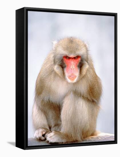 Red-faced makak-Herbert Kehrer-Framed Stretched Canvas