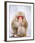 Red-faced makak-Herbert Kehrer-Framed Photographic Print