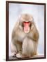 Red-faced makak-Herbert Kehrer-Framed Photographic Print