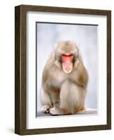 Red-faced makak-Herbert Kehrer-Framed Photographic Print