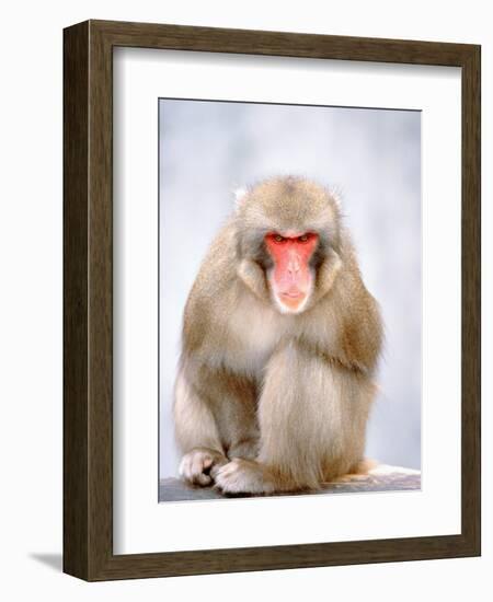 Red-faced makak-Herbert Kehrer-Framed Photographic Print