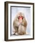 Red-faced makak-Herbert Kehrer-Framed Photographic Print