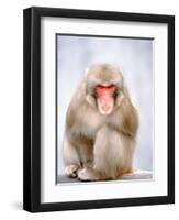 Red-faced makak-Herbert Kehrer-Framed Photographic Print