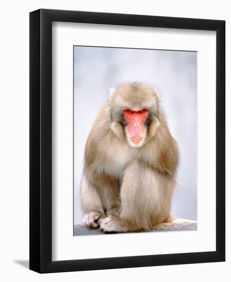 Red-faced makak-Herbert Kehrer-Framed Photographic Print