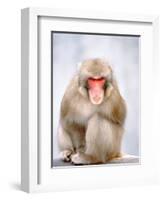 Red-faced makak-Herbert Kehrer-Framed Photographic Print