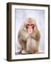 Red-faced makak-Herbert Kehrer-Framed Photographic Print