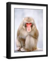 Red-faced makak-Herbert Kehrer-Framed Photographic Print