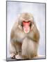 Red-faced makak-Herbert Kehrer-Mounted Photographic Print