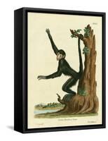 Red-Faced Spider Monkey-null-Framed Stretched Canvas