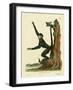 Red-Faced Spider Monkey-null-Framed Giclee Print