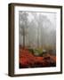 Red Ferns-Kelly Sinclair-Framed Photographic Print