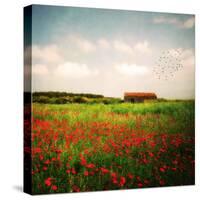 Red Field-Philippe Sainte-Laudy-Stretched Canvas