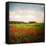 Red Field-Philippe Sainte-Laudy-Framed Stretched Canvas