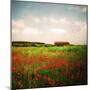 Red Field-Philippe Sainte-Laudy-Mounted Premium Photographic Print