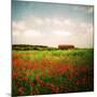 Red Field-Philippe Sainte-Laudy-Mounted Photographic Print