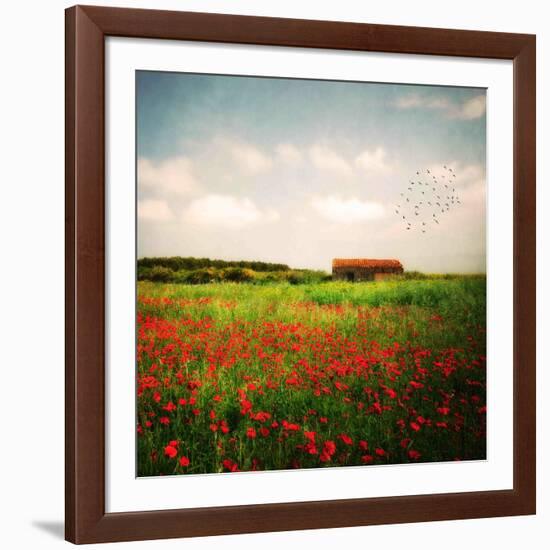 Red Field-Philippe Sainte-Laudy-Framed Photographic Print