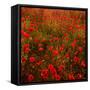 Red Field-Marco Carmassi-Framed Stretched Canvas
